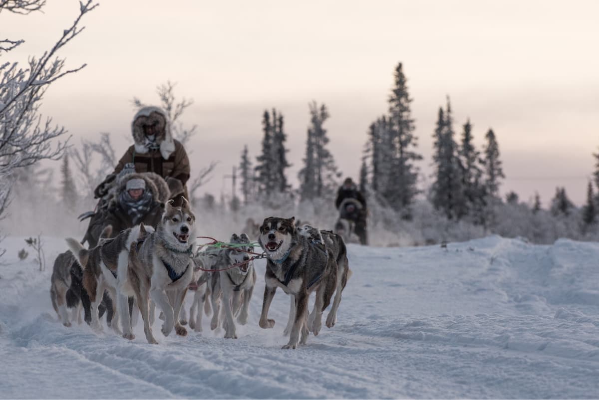 Husky tours